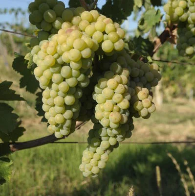 Verdicchio